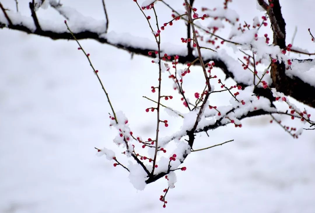 雪中梅