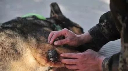 感动|汶川地震英雄搜救犬:"英雄暮年",让人心疼