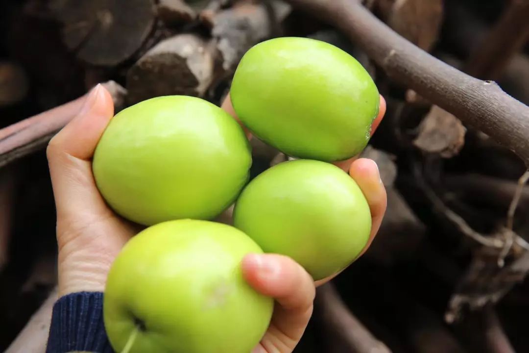 爱心助农 | 百万斤牛奶青枣紧急待售,六旬果农含泪求助!