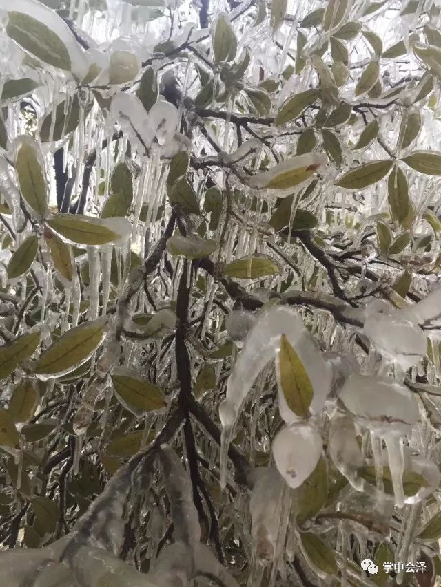 连续下雪11天，最低