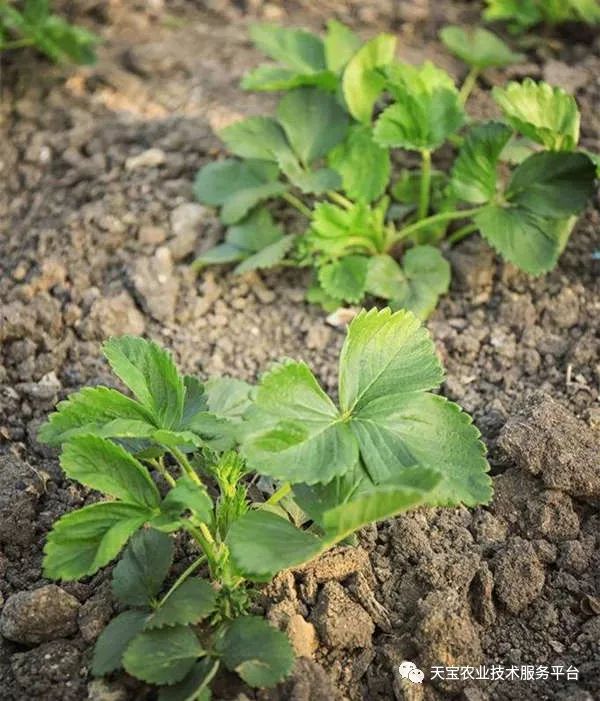 一,用于促生长壮植株 1,赤霉素用于诱导草莓花芽分化 使用方法:在