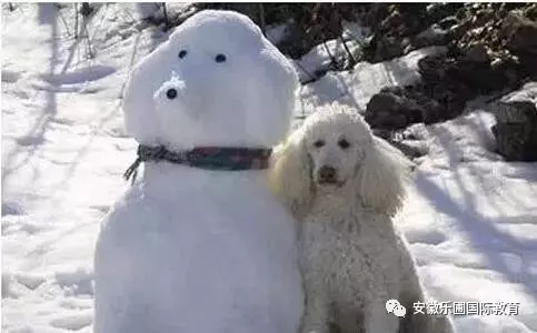 合肥下大雪后最大的乐趣就是堆雪人!脑洞各种清奇,快来学习下