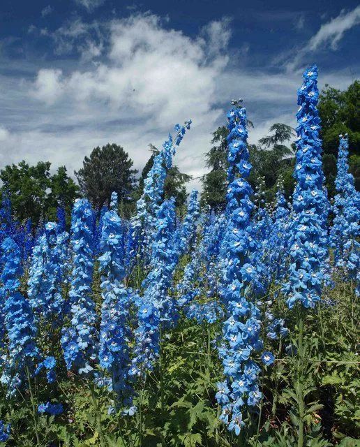 蓝色花卉有多罕见?28万种品种中,只有不到10%