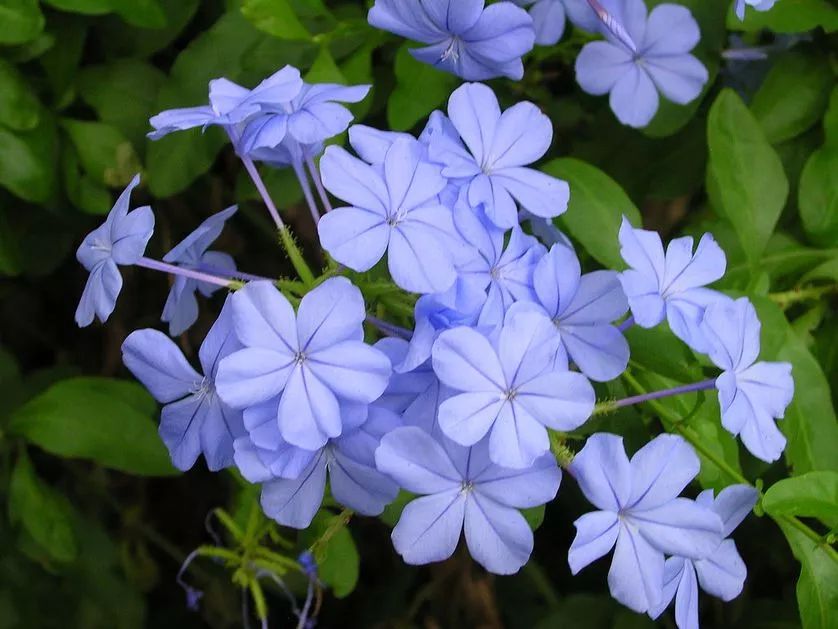 蓝色的波长,蓝色花能像其他花一样为它们提供食物,所以为什么要拒绝呢