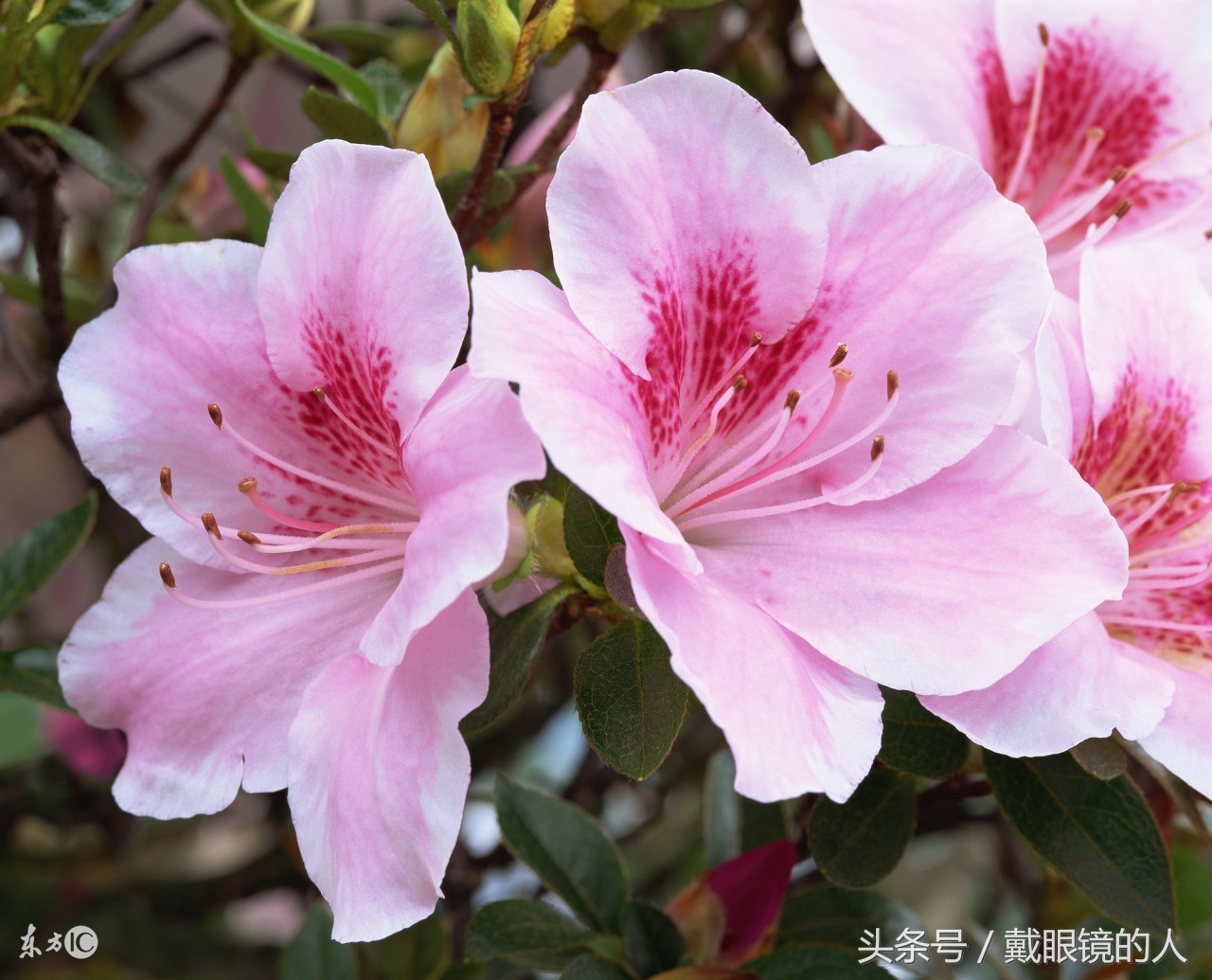 江西鹰潭,赣州,抚州,萍乡,宜春,新余,景德镇,九江的市花