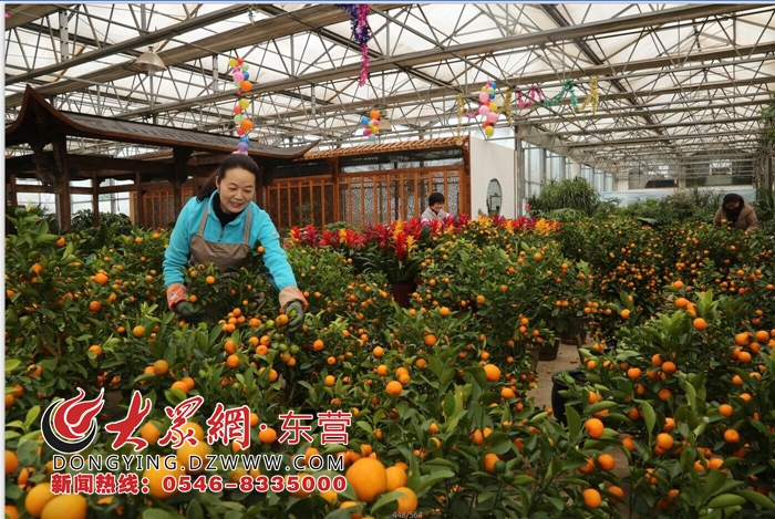 春节临近 东营花卉市场"热闹"起来
