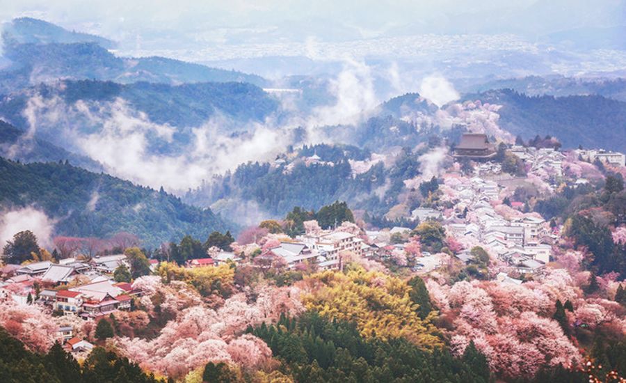 日本追樱全攻略,从南到北赏遍最美的樱花!