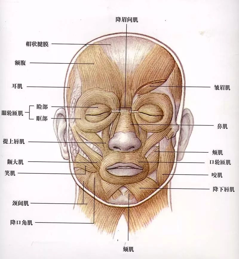 面部肌肉锻炼,真的能让人变年轻?