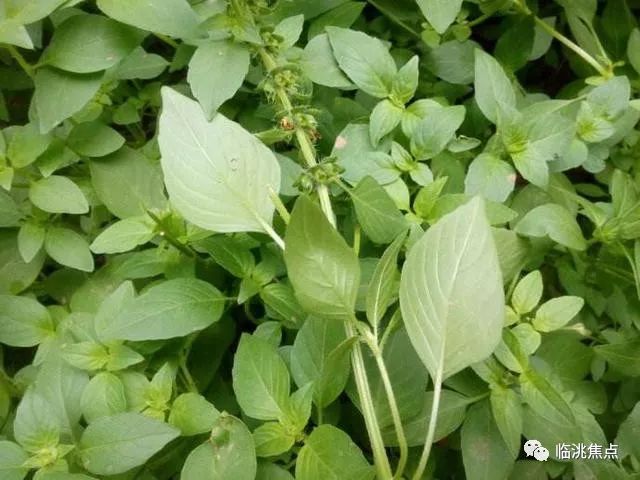 6.荆芥:属香草类草本植物,本食香料.