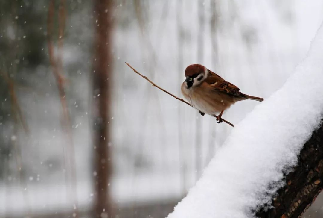 雪.麻雀