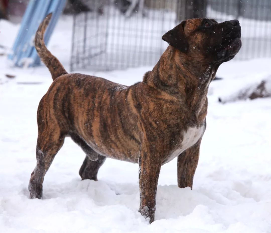 雪地里的猛犬散发出别样魅力,帅得惊天地泣鬼神!