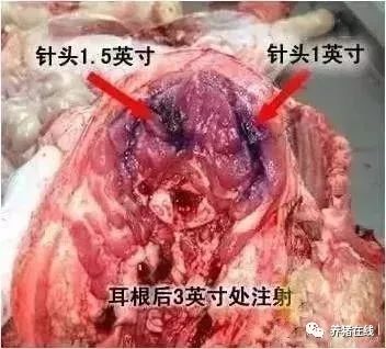 如何正确给猪打针?老兽医这个方法不错!有图有真相