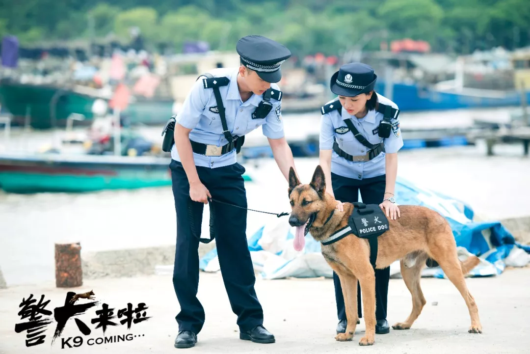 看安徽卫视《警犬来啦》,让自家狗狗争做犬界好公民!