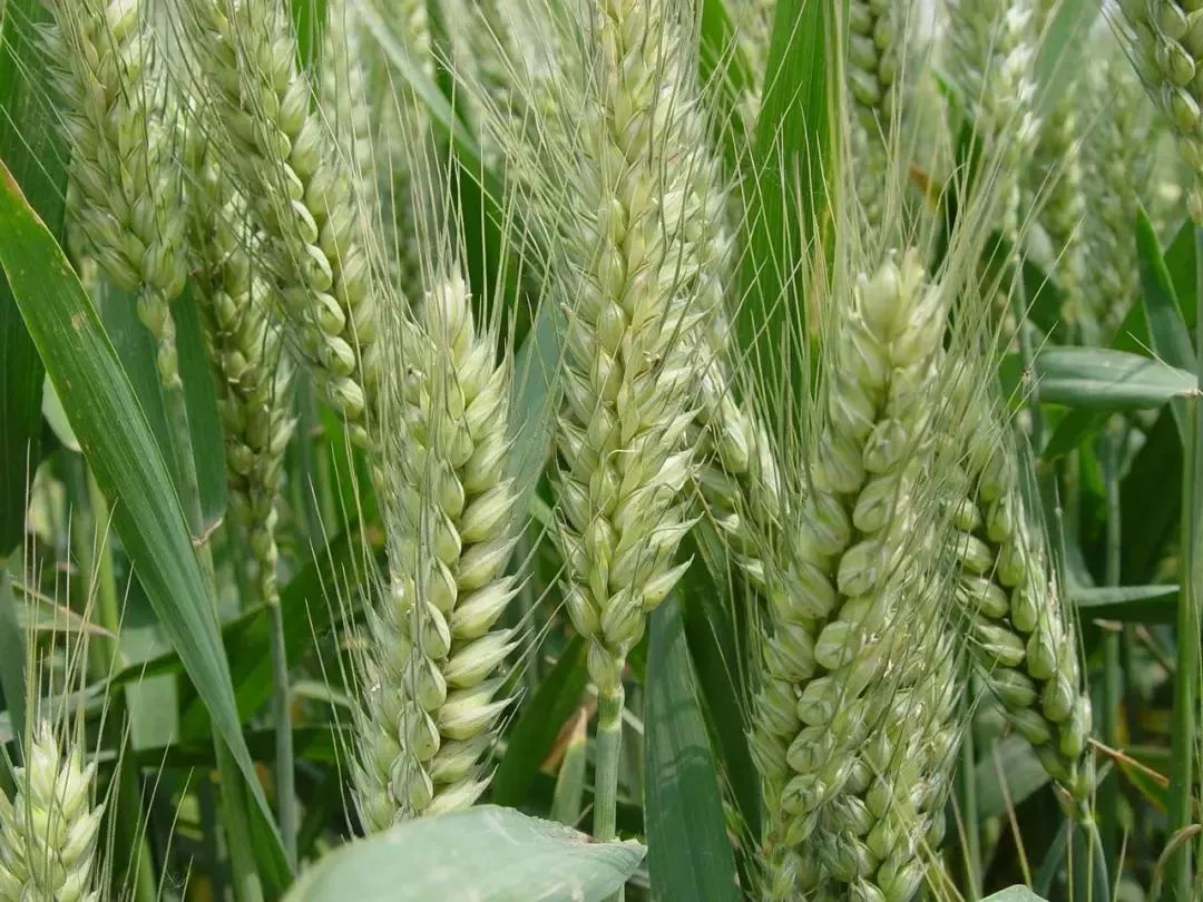小麦成熟摄影图高清摄影大图-千库网