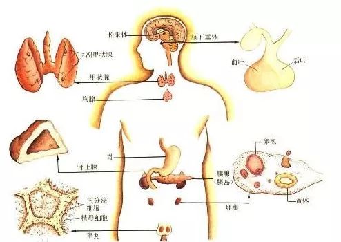 第734讲:对健身最关键的激素—睾酮入门指南