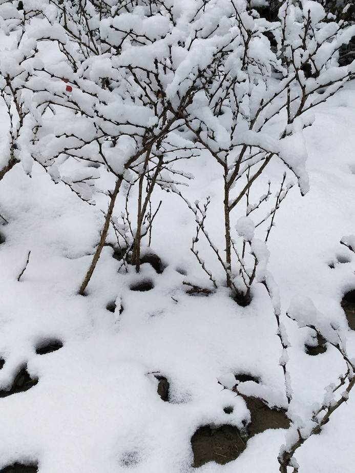 你知道么海南岛历史上也曾下过八次雪