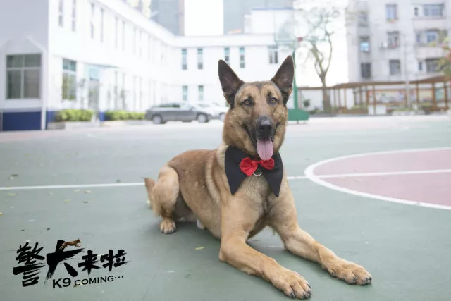 看安徽卫视《警犬来啦》,让自家狗狗争做犬界好公民!