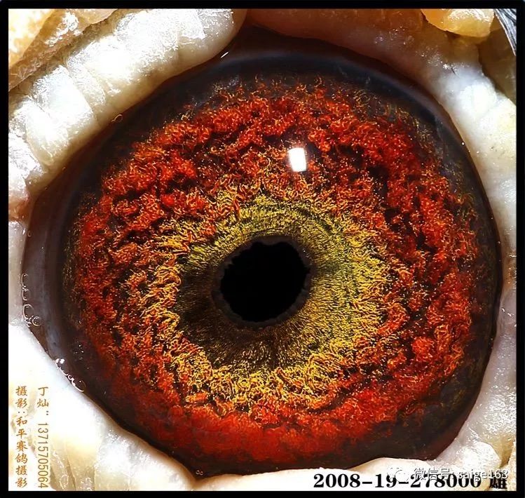 【赛鸽丨欣赏】花费十年时间收藏的超级种鸽眼!