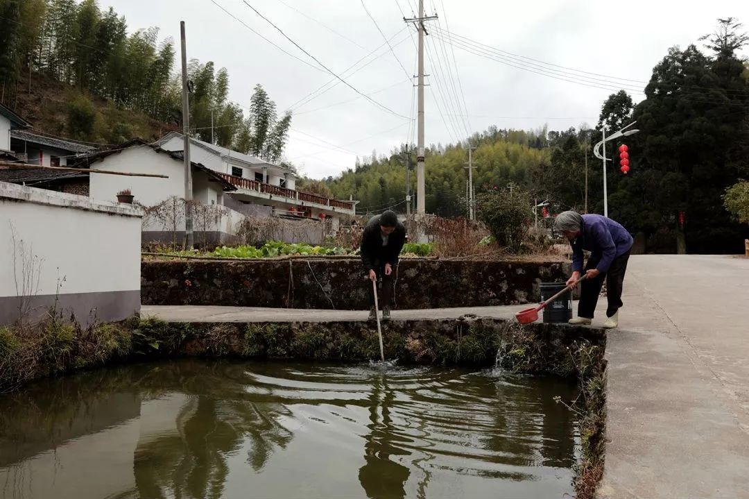 冯地村家家户户都有一个百多平方米的生态净化水池