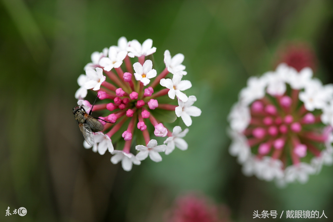 江西鹰潭,赣州,抚州,萍乡,宜春,新余,景德镇,九江的市花