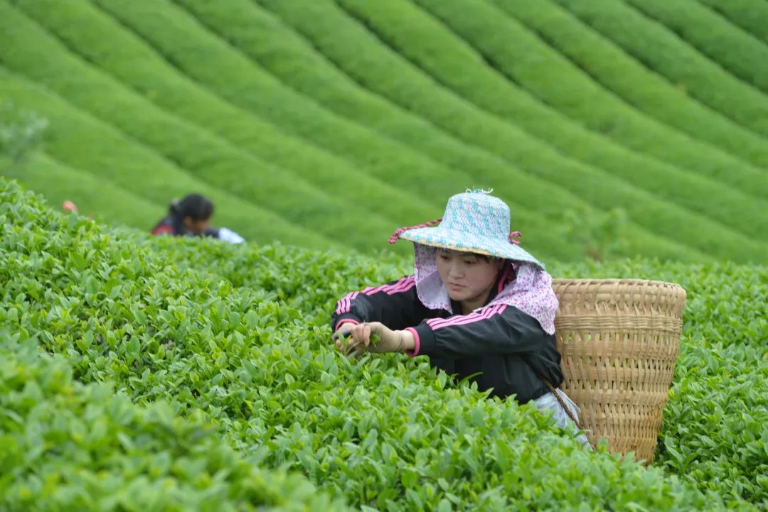 谷雨茶:谷雨后立夏前采摘的茶叶叫谷雨茶.