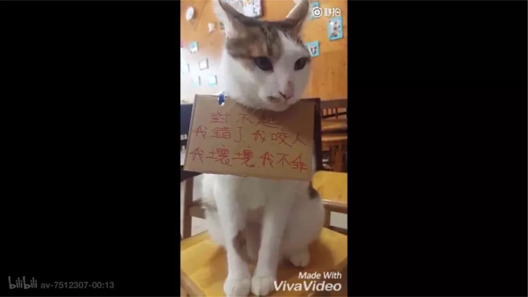 猫咪犯错怎么惩罚听说有的被挂牌游街了