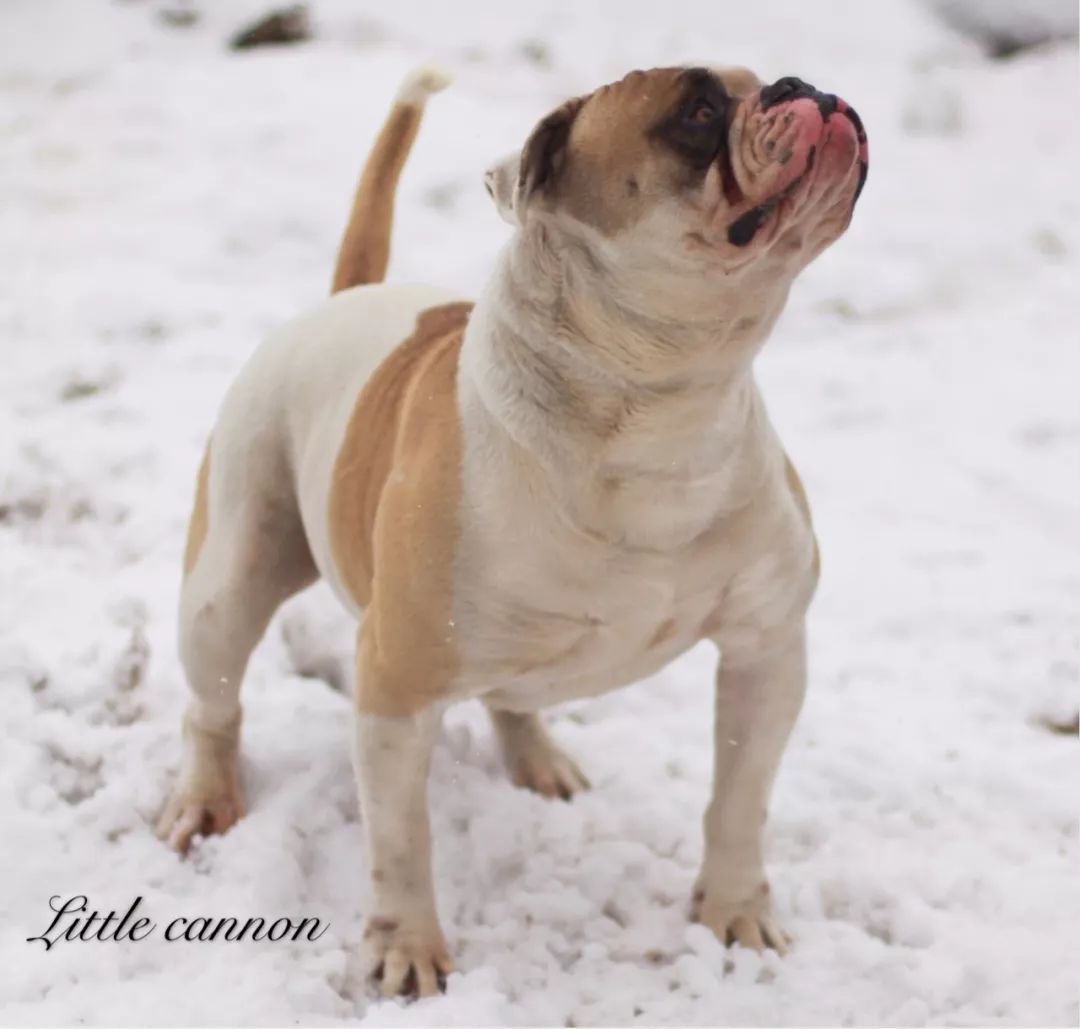 雪地里的猛犬散发出别样魅力,帅得惊天地泣鬼神!