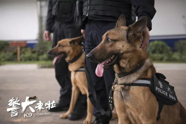 看安徽卫视《警犬来啦,让自家狗狗争做犬界好公民!