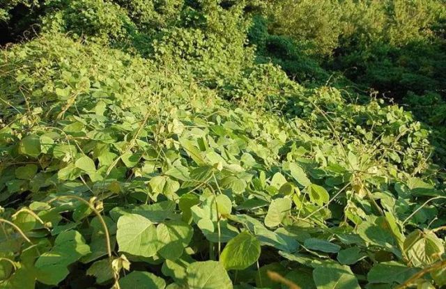 你所不知道的植物秘密野葛