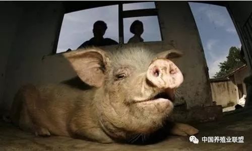 养猪场的肥猪只能活6个月,但实际上猪的寿命居然这么长?