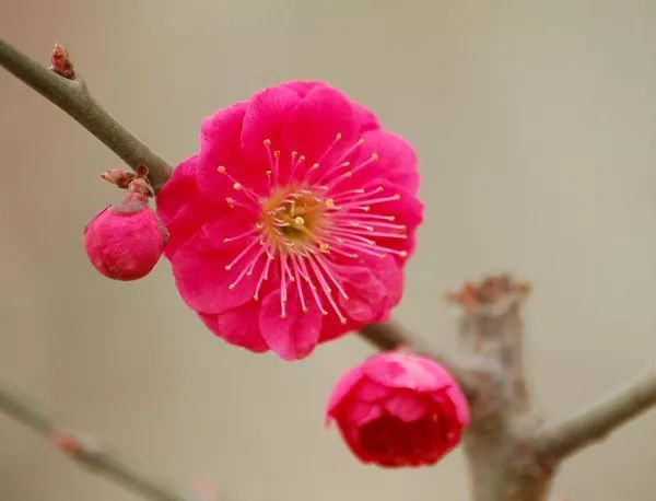 梅花开了!丽水这些地方真美!