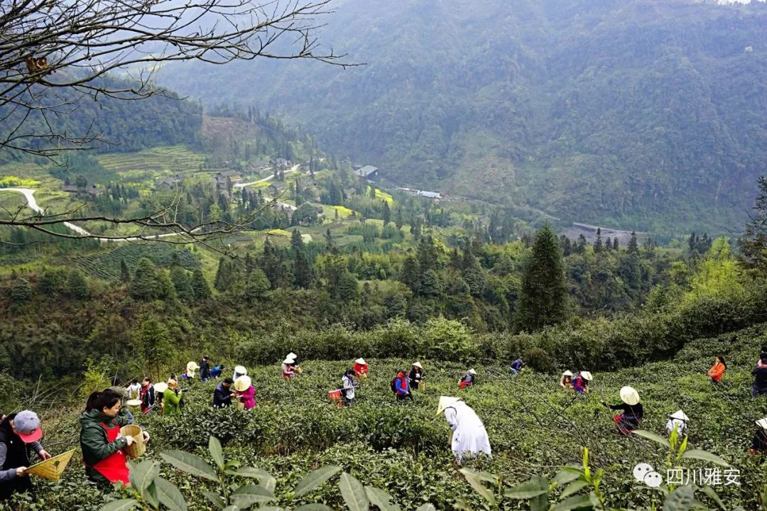 天全县这个乡过去的这一年干了这些