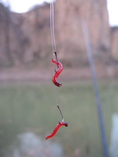 2.皮筋挂钩,把三到五条红虫,用小皮筋绑好,然后鱼钩挂着皮筋.