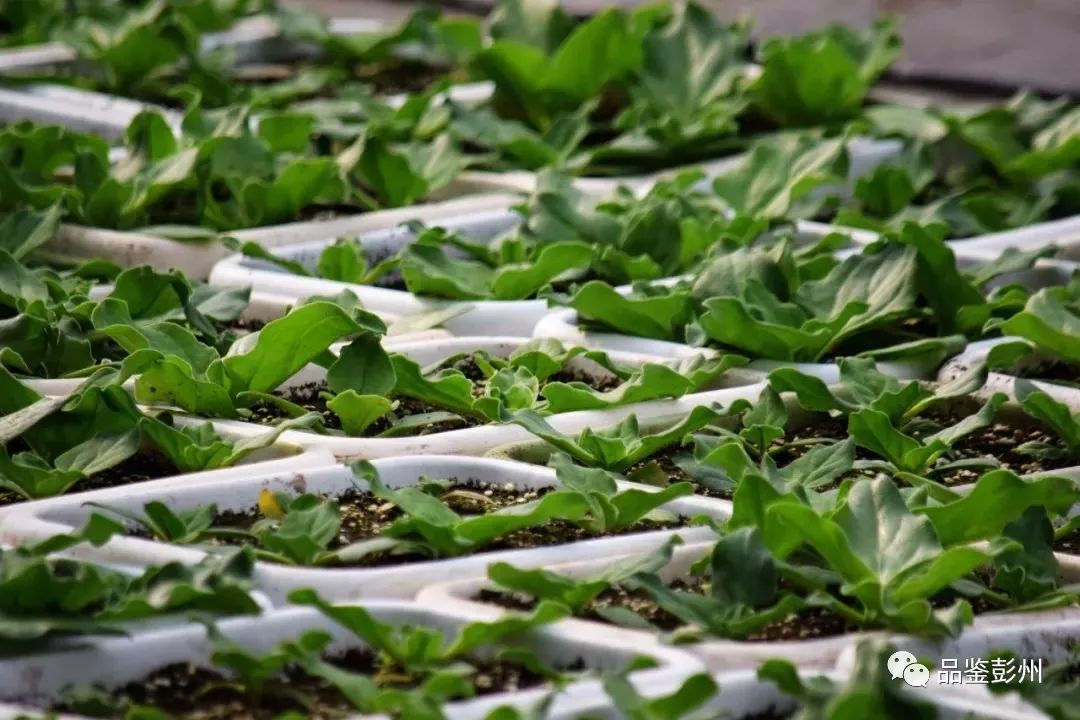 在彭州,发现了一种"非有机"蔬菜种植新模式.