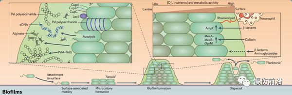 细菌生物膜抑制伤口愈合机制详述