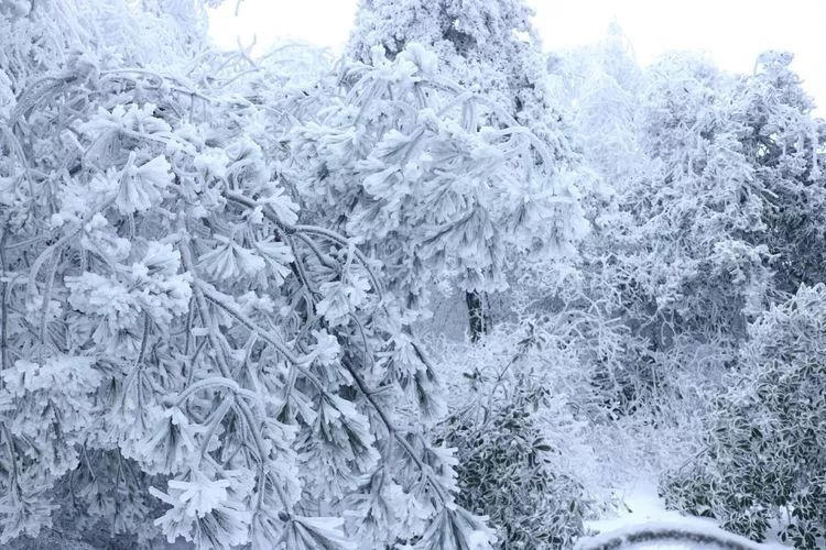 超级壮观!梅城乌龙山的雪景美爆了!