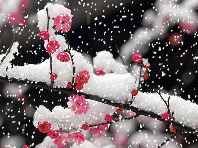 听雪花与梅花的声音(很短,很美!