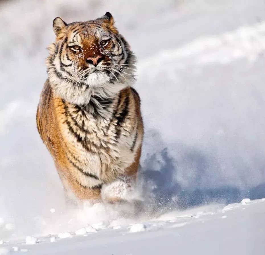 摄影师冒死拍下的霸气老虎玩雪大片,有点可爱!