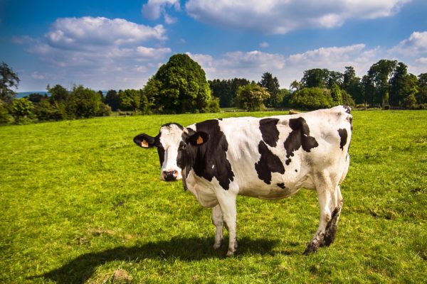 比尔盖兹掏 4 千万美元投资农业科学，培育欧、非结合的超级乳牛