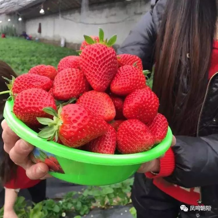 桃洵草莓图片详情桃洵草莓可是水蜜桃口味的哟丽雪草莓口味偏甜酸酸