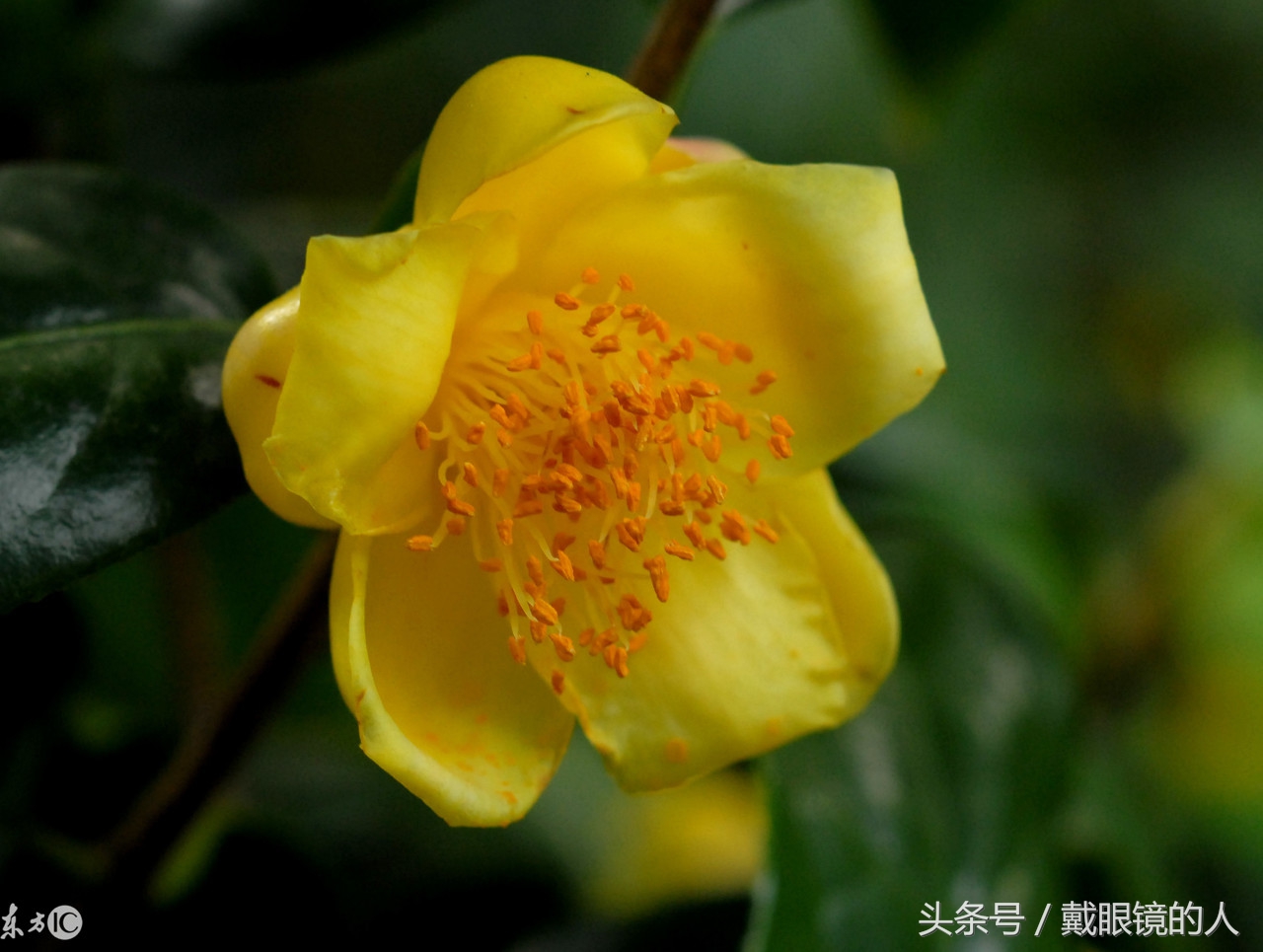 防城港市花:金花茶