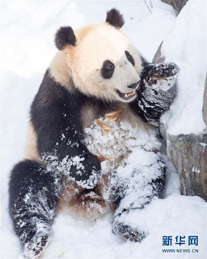 1月29日,南京红山森林动物园的大熊猫在雪地里玩耍.