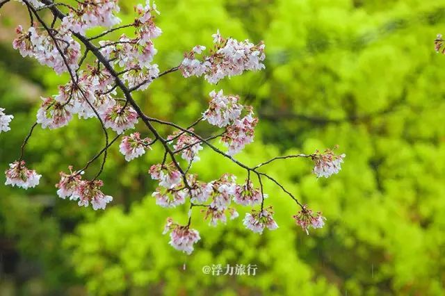 【摄影团】三月独家日本樱花秘境摄影之旅,樱你而来