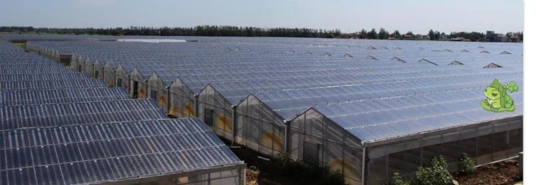 湖北汉川光伏农业大棚项目——全国最大太阳能农业科技大棚项目