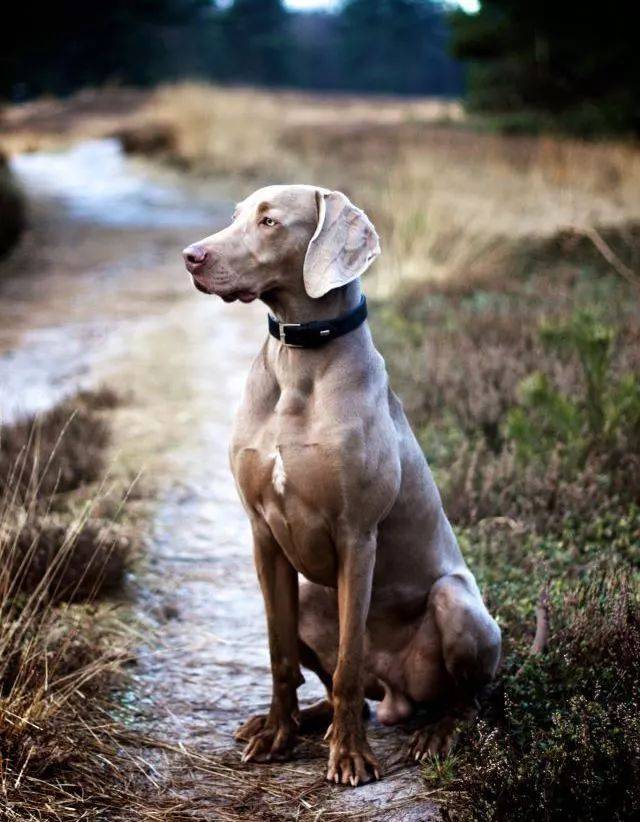 魏玛犬,高贵优雅的怂狗子?