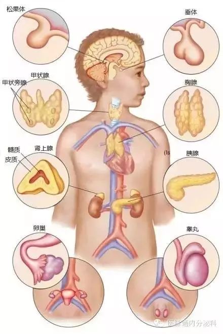 超全内分泌系统知识点图解,你值得拥有!