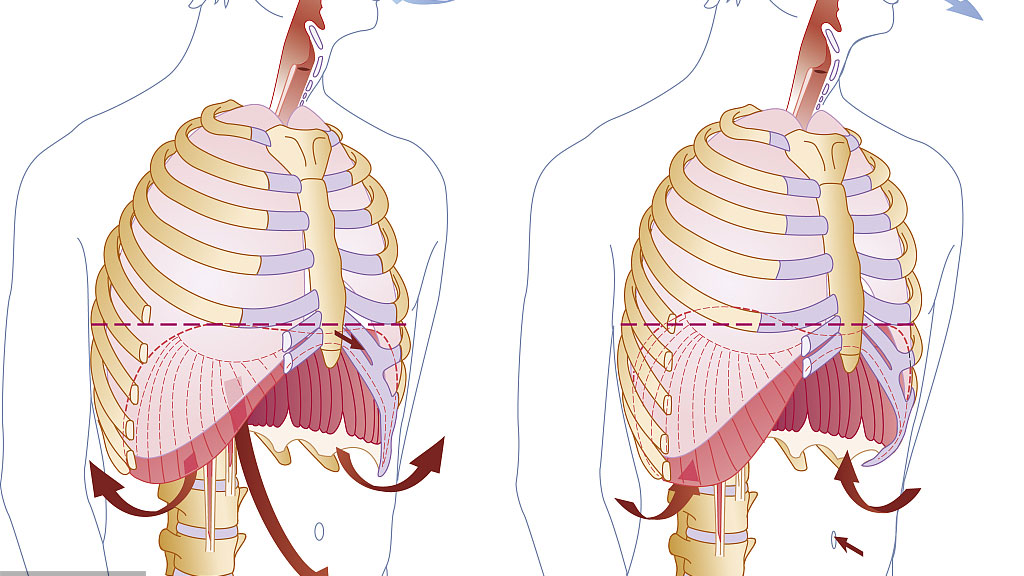当我们呼吸膈肌和外部肋间肌肉收缩,膈肌向下移动增加胸腔容积,外肋间
