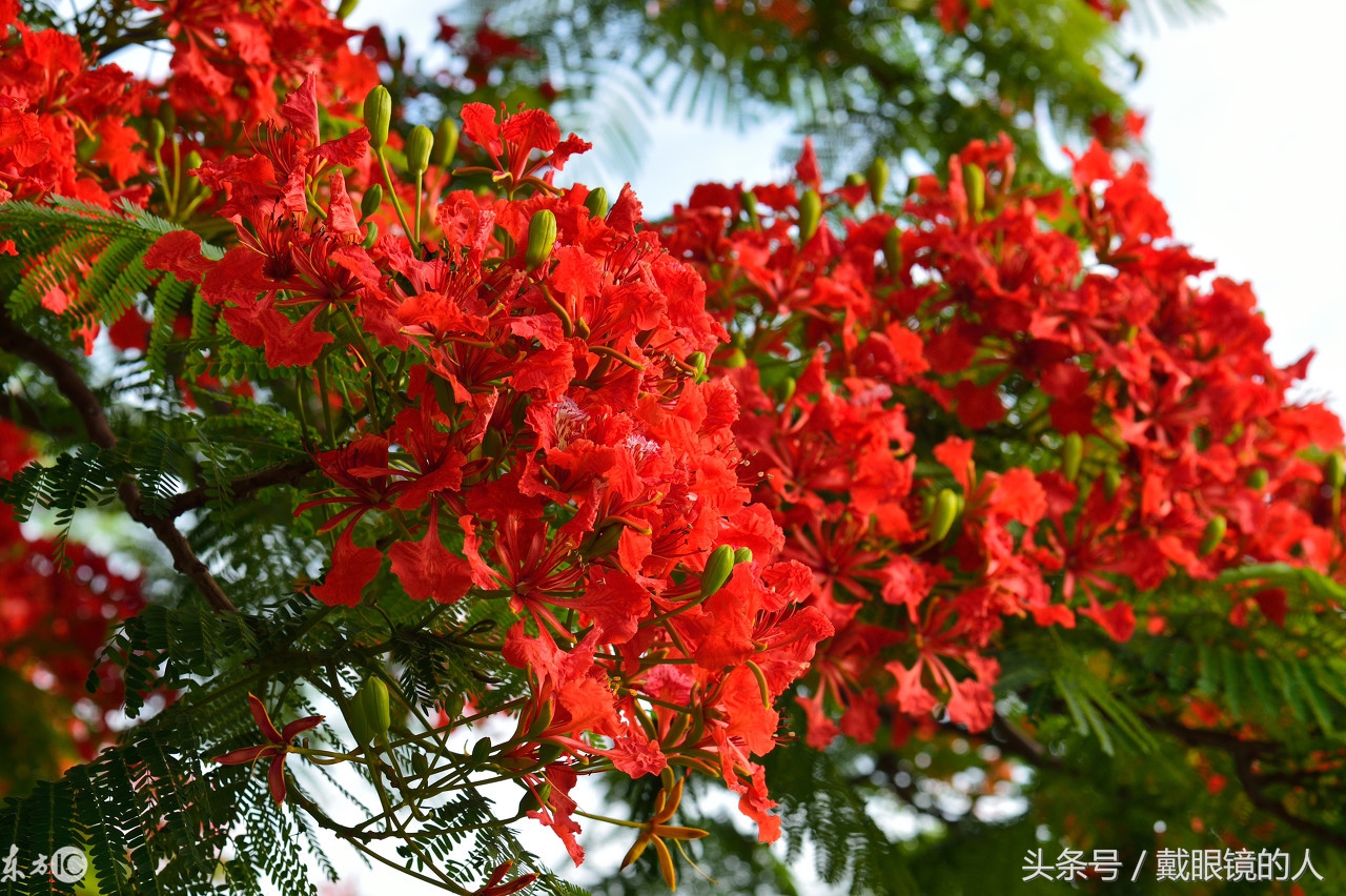 阳江市花:凤凰花清远市花:禾雀花东莞市花:玉兰花中山市花:菊花潮州