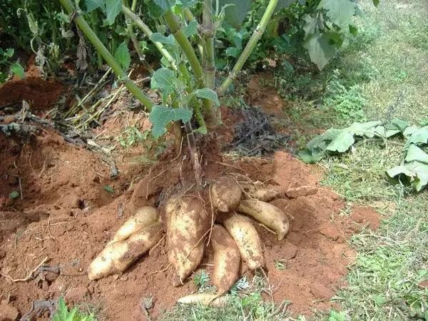 (4)菊薯菊薯也是一种水果型薯类,它的根茎块中含有大量的糖分和水分