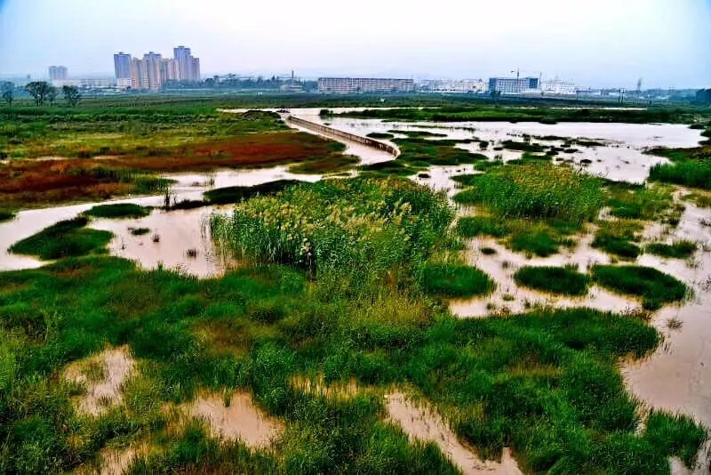 泾河湿地▼